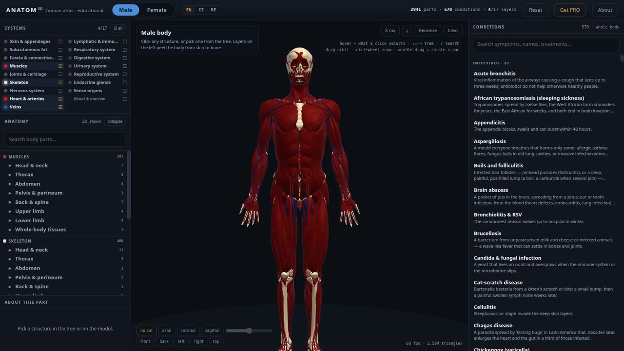 Skeleton, muscles and vessels together